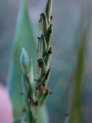 Urochloa panicoides