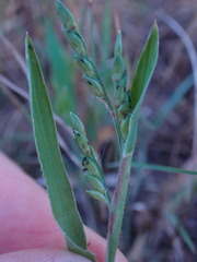 Urochloa panicoides