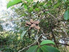 Uvaria lucida virens