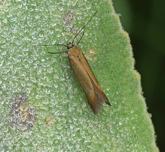 Scythris obscurella