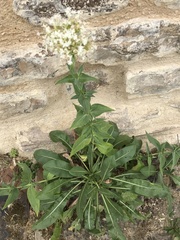 Valeriana saxatilis