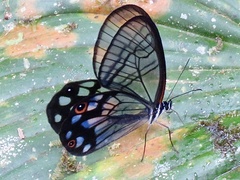 Pseudohaetera mimica