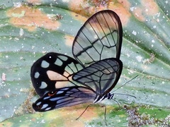 Pseudohaetera mimica