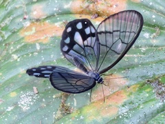 Pseudohaetera mimica