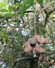 Uvaria lucida virens