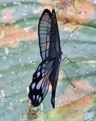 Pseudohaetera mimica