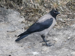 Corvus cornix
