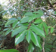 Uvaria lucida virens