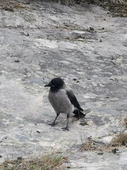 Corvus cornix