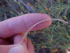 Microchloa caffra