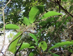 Uvaria lucida virens