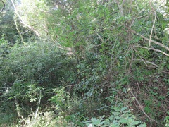 Uvaria lucida virens