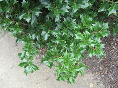 Osmanthus heterophyllus