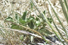 Physalis mollis
