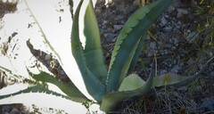 Agave asperrima