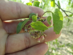 Jatropha cordata