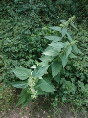 Urtica dioica