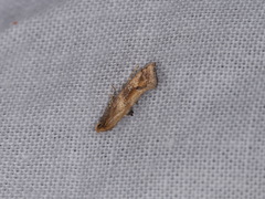 Epermenia falciformis