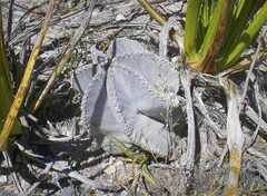 Astrophytum coahuilense