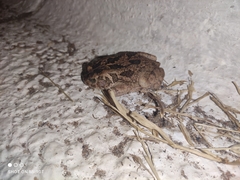 Sclerophrys regularis