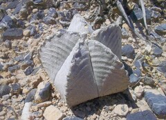 Astrophytum coahuilense