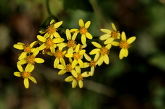 Senecio tamoides