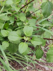 Stevia berlandieri