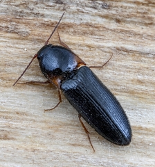 Ampedus erythrogonus