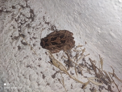 Sclerophrys regularis