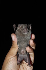 Artibeus jamaicensis yucatanicus