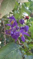 Solanum seaforthianum