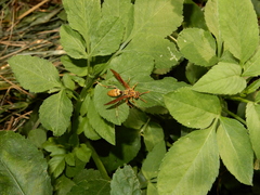Polistes japonicus
