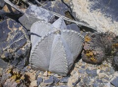 Astrophytum coahuilense
