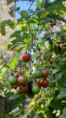 Solanum seaforthianum
