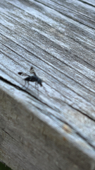 Tritoxa
