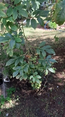 Solanum seaforthianum