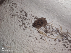 Sclerophrys regularis
