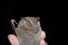 Artibeus jamaicensis yucatanicus