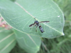 Physocephala marginata
