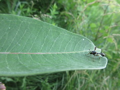 Physocephala marginata