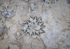 Ariocarpus kotschoubeyanus