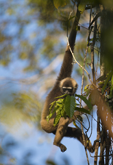 Hylobates albibarbis