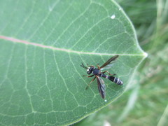 Physocephala marginata