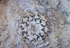 Ariocarpus kotschoubeyanus