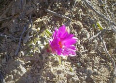 Ariocarpus kotschoubeyanus