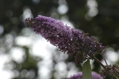 Buddleja davidii