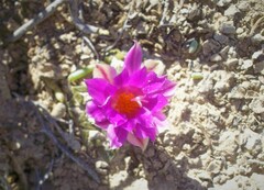 Ariocarpus kotschoubeyanus