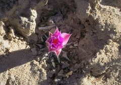 Ariocarpus kotschoubeyanus