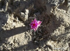 Ariocarpus kotschoubeyanus