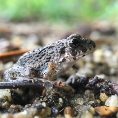 Fejervarya kawamurai